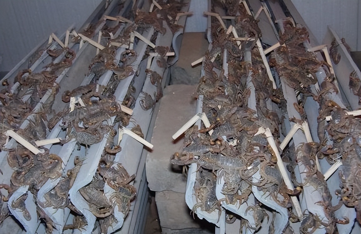 蝎子养殖的前期工作是什么,蝎子繁殖期怎么管理