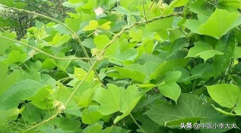 降三高最好的一味中药葛根,葛根中药材能治高血压降血脂吗