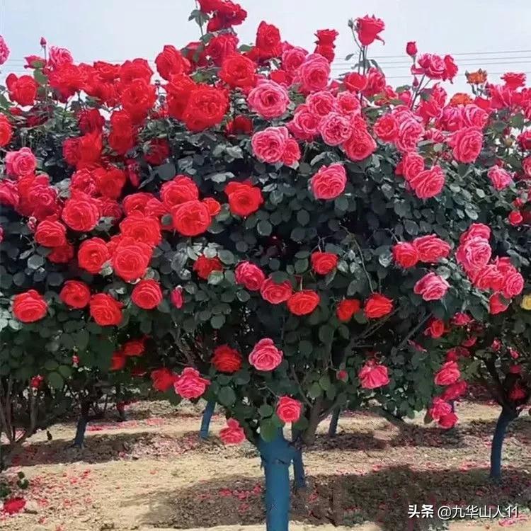 大花浓香勤花的月季品种,大花月季品种介绍大全图片及价格