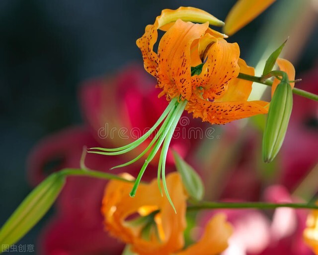 52岁单身女人的生活,52岁独居女人的生活