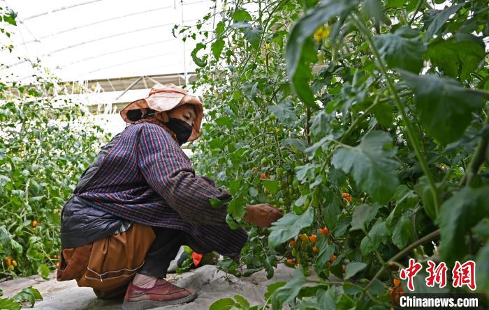 感受青藏高原的魅力,高原经济高质量发展学习心得体会