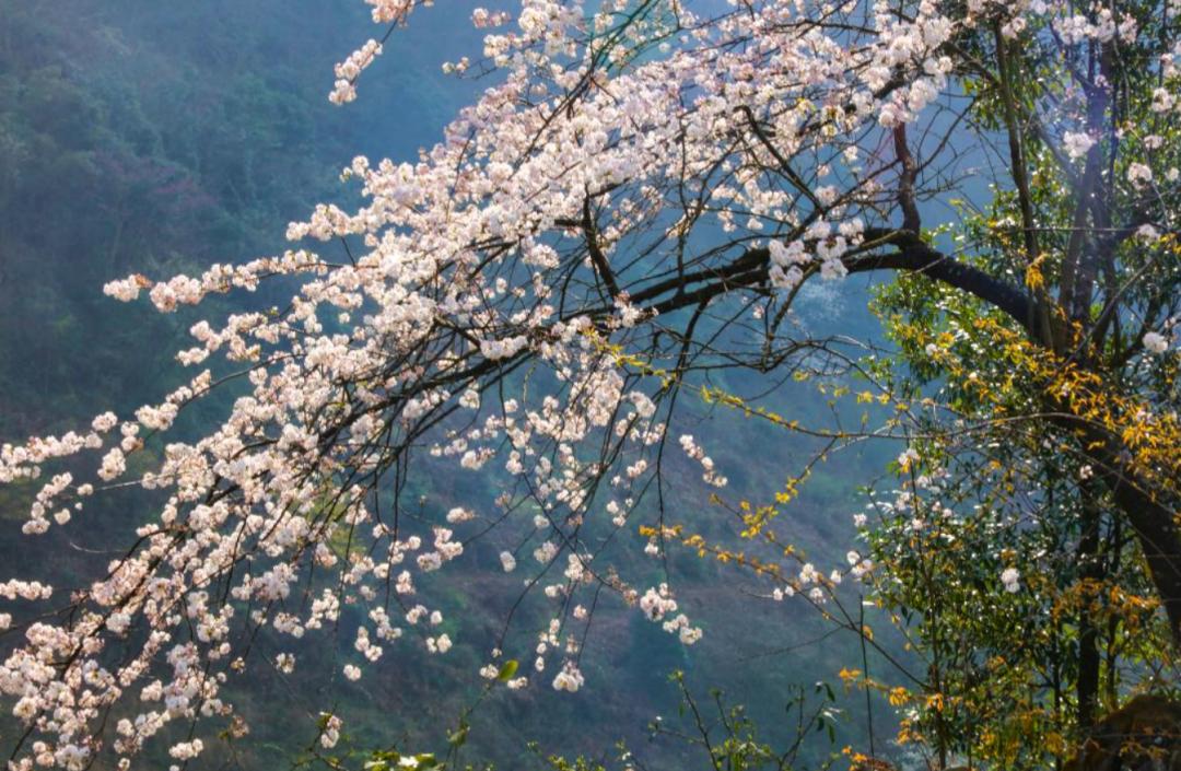 不愧是天下第一山真的很壮观,不愧是天下第一奇山