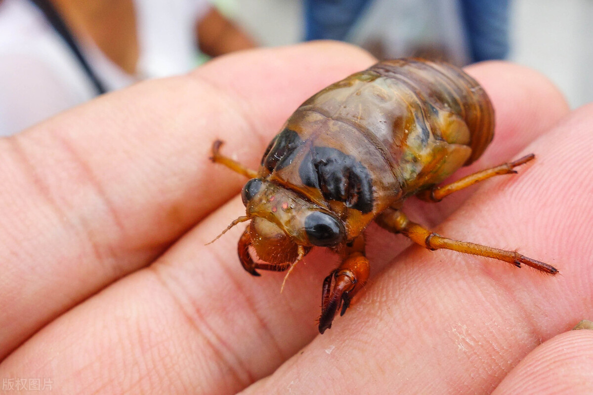 这道美食当年康熙吃了都说好价值百万配方无私奉献！记得点赞收藏