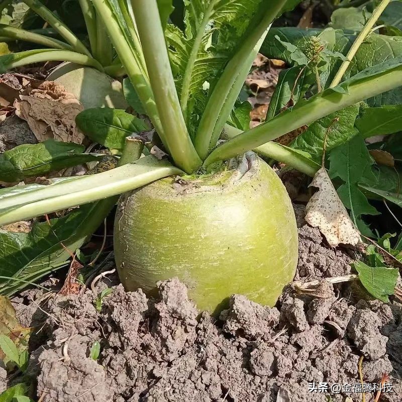 金玉园萝卜熟了~15日采摘期，清甜无辣，原汁原味，自然生长