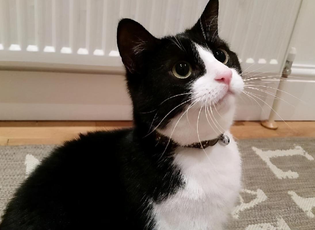 养了就想扔掉的狗,养的猫想扔了