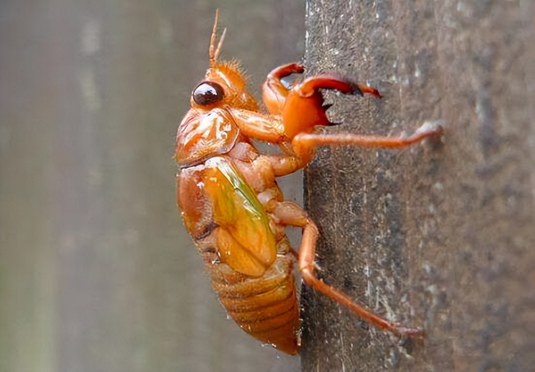 真正的丛林美食有哪些,硬核知识大全100个