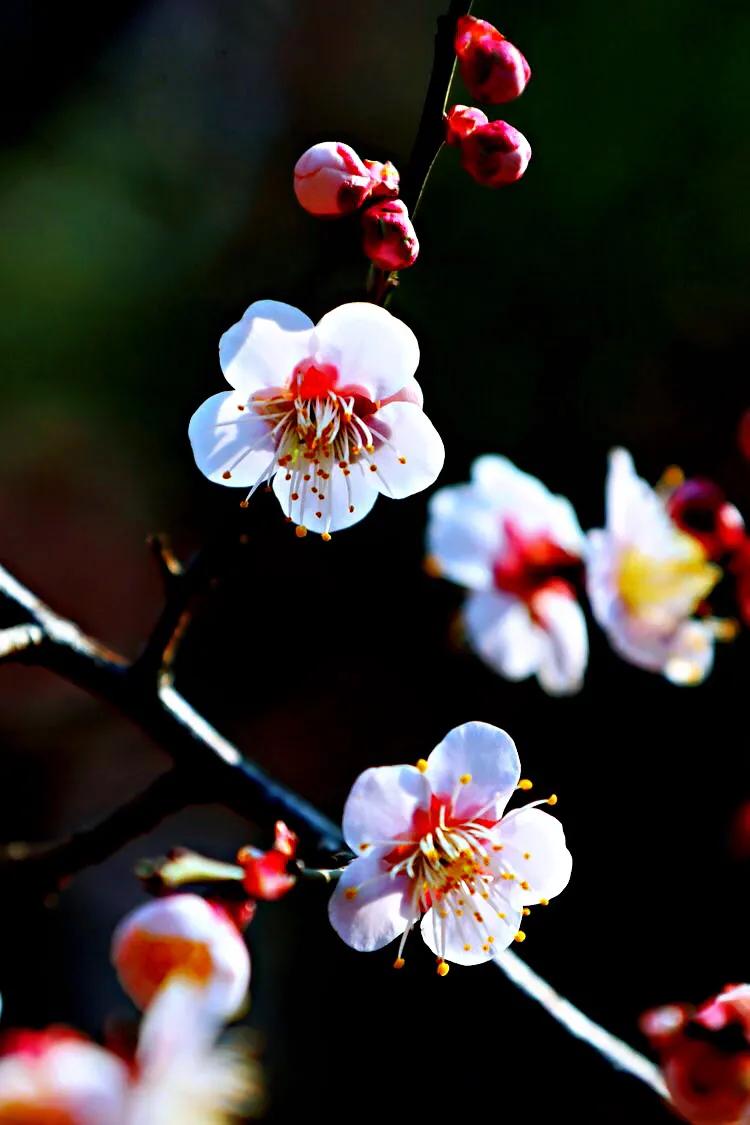 白梅花绽放视频,白梅花盛开