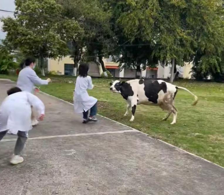 谁的毕业论文在乱跑啊,谁的毕业论文在乱跑