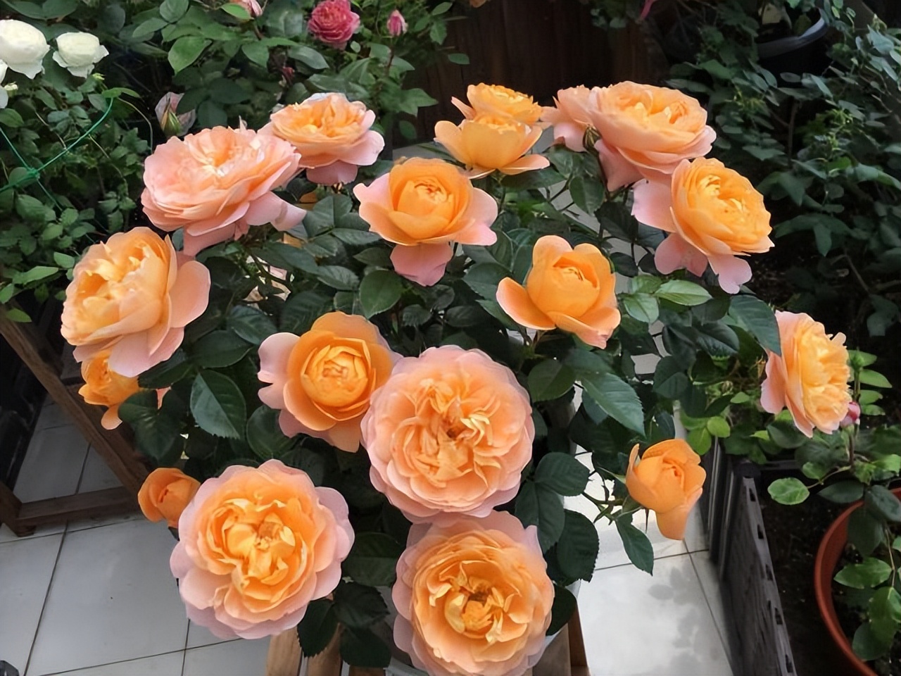 5种富贵花,7种家养富贵花