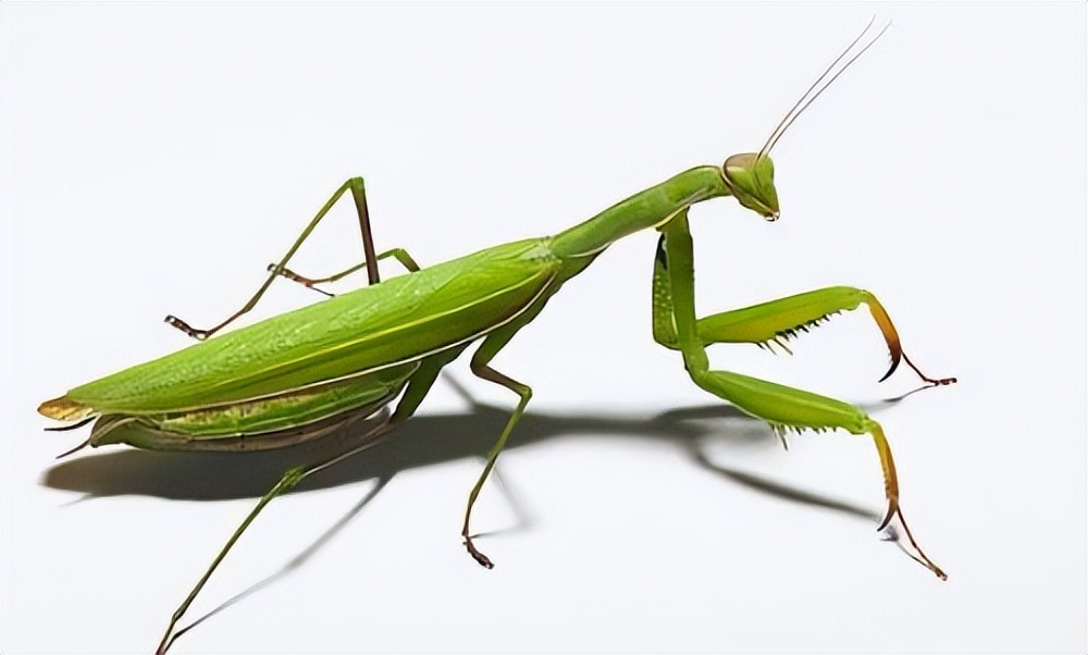 蜜蜂为什么蜇人后会死,蜜蜂为什么蜇人会死