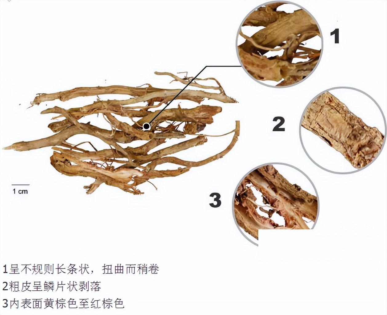 土荆皮显微鉴别图片,什么代替土荆皮
