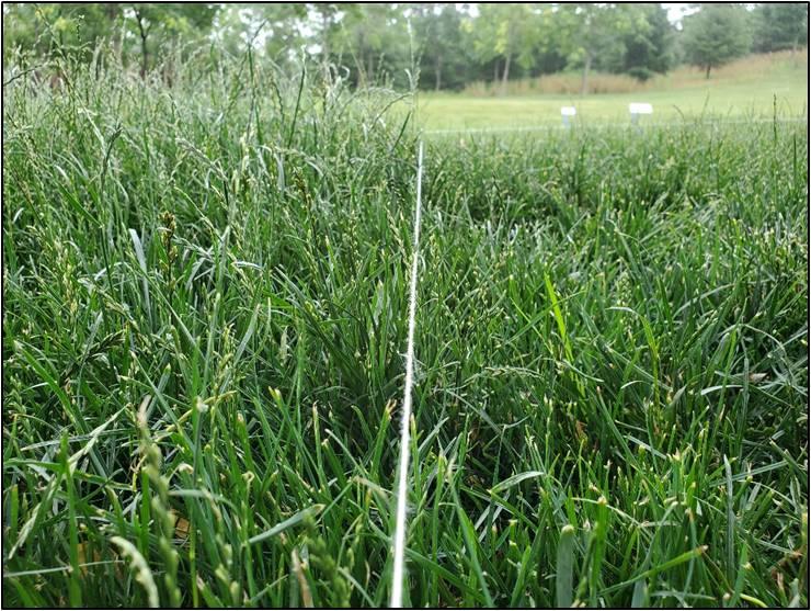 详解草坪正确栽培技术,夏季草坪