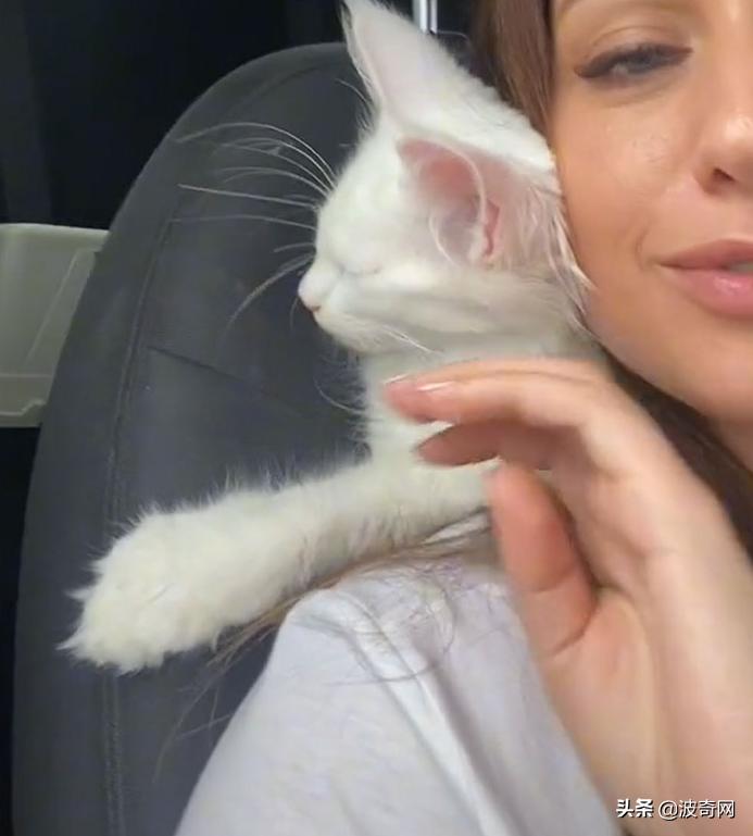 俄罗斯大块头猫咪,来自俄罗斯的猫