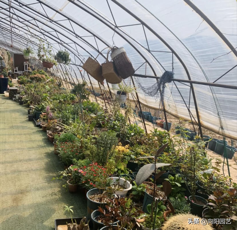 花卉生意有多少利润,花卉生意好做吗赚钱吗