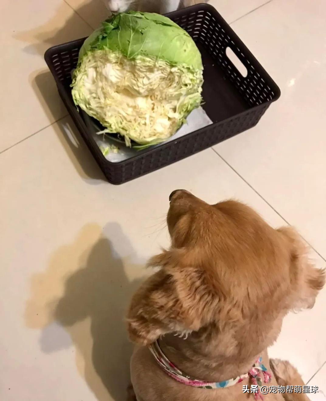 说好的爱吃肉肉，没想到养狗狗还费菜