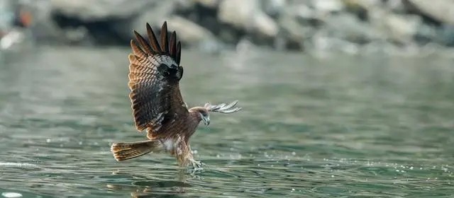被誉为天空霸主的老鹰，拿毒蛇当饭后甜点，非洲平头哥都直呼内行