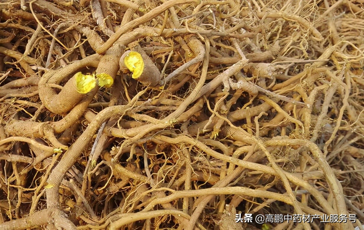 高鹏分析中药材走势,高鹏说药材