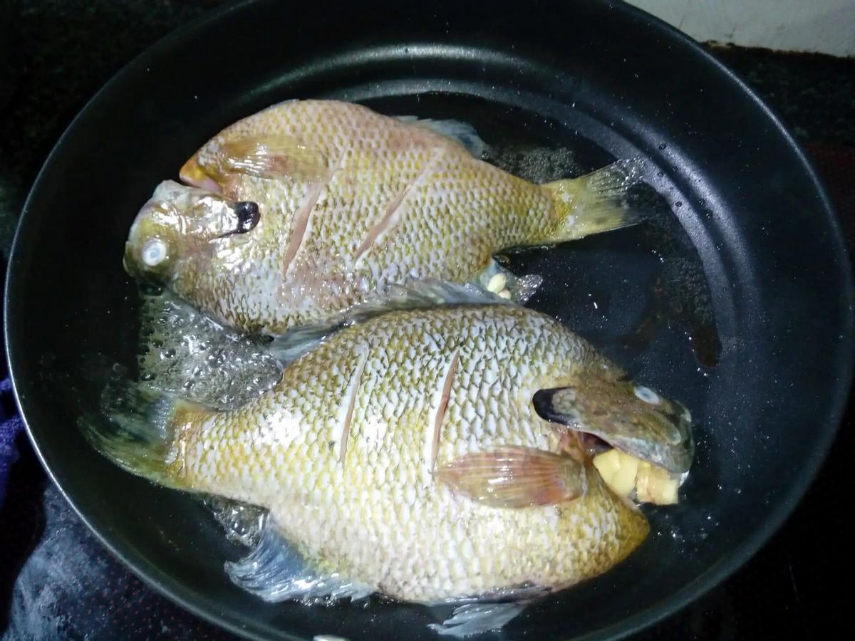 太阳鱼国内哪里入侵,太阳鱼泛滥成灾