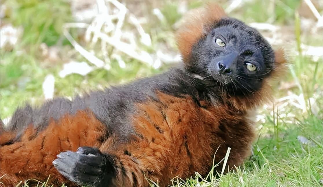 拯救濒临灭绝的红毛狐猴,拯救婆罗洲猩猩
