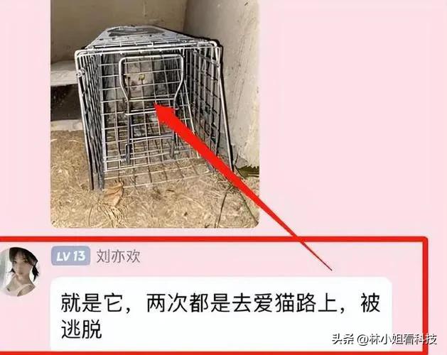 男子用小刀割断猫咪尾巴被抓了吗,男子割断猫咪尾巴后续