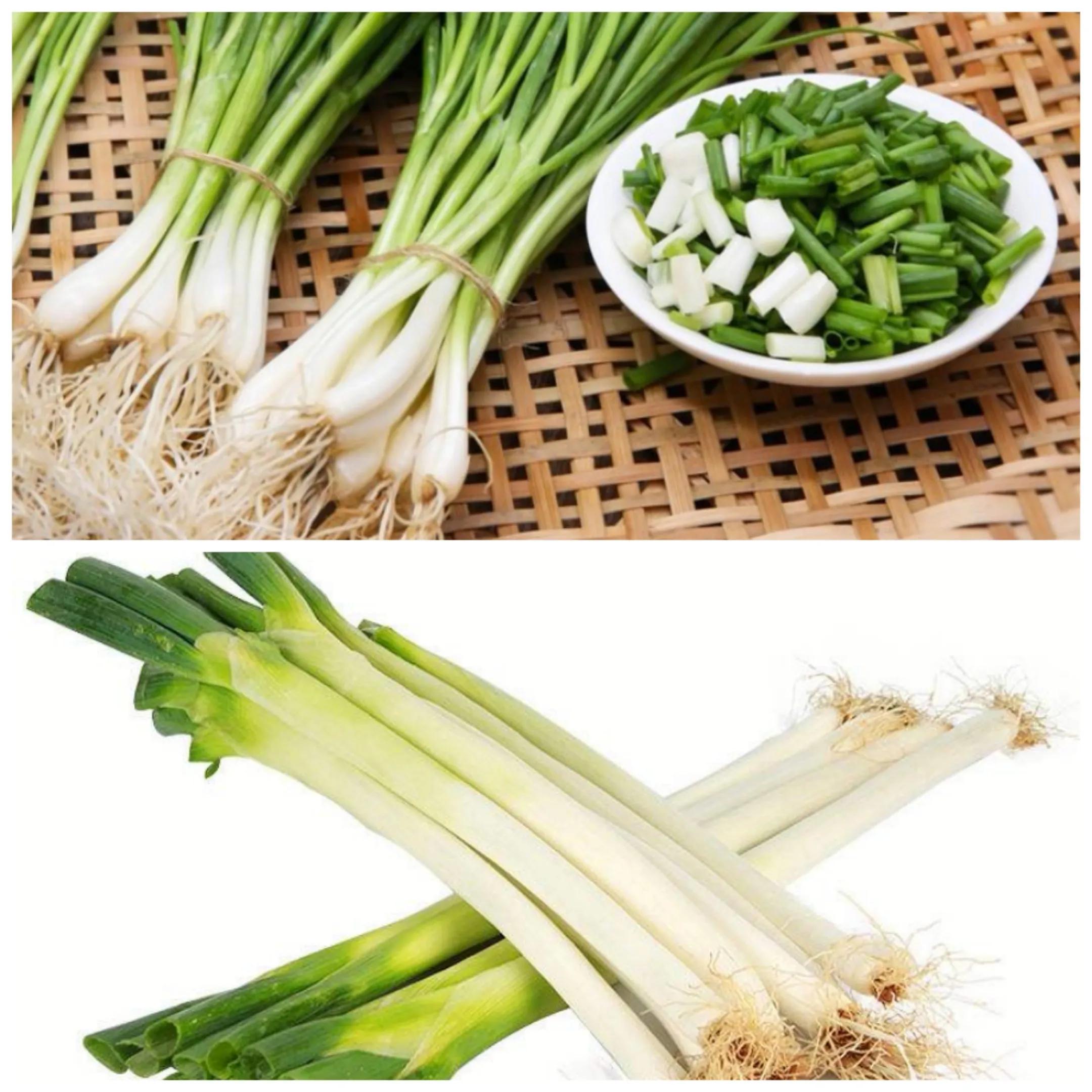 细香葱百合科多年生植物,百合科植物学