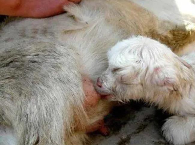 母羊流白色粘稠液体什么情况？母羊流白色液体是怎么回事？