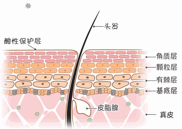 人类全身褪去毛发后，为何只留下了头发、阴毛和腋毛？忘记褪了？