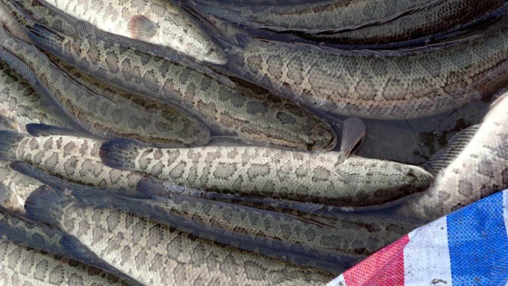 <html>
<head><title>502BadGateway</title></head>
<body>
<center><h1>502BadGateway</h1></center>
<hr><center>nginx</center>
</body>
</html>
<!--apaddingtodisableMSIEandChromefriendlyerrorpage-->
<!--apaddingtodisableMSIEandChromefriendlyerrorpage-->
<!--apaddingtodisableMSIEandChromefriendlyerrorpage-->
<!--apaddingtodisableMSIEandChromefriendlyerrorpage-->
<!--apaddingtodisableMSIEandChromefriendlyerrorpage-->
<!--apaddingtodisableMSIEandChromefriendlyerrorpage-->
