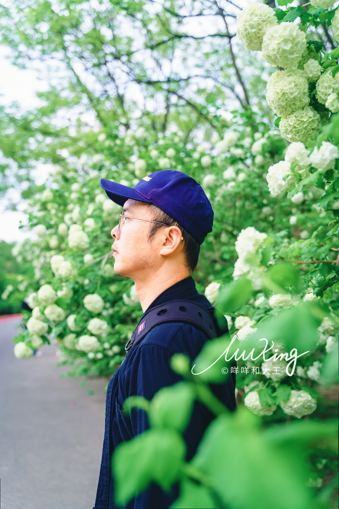 奥森公园白绣球从哪个门进去,北京奥森公园绣球攻略