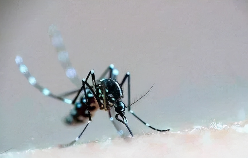 为什么蚊子越冬越来越厉害,越冬蚊子藏哪里去了