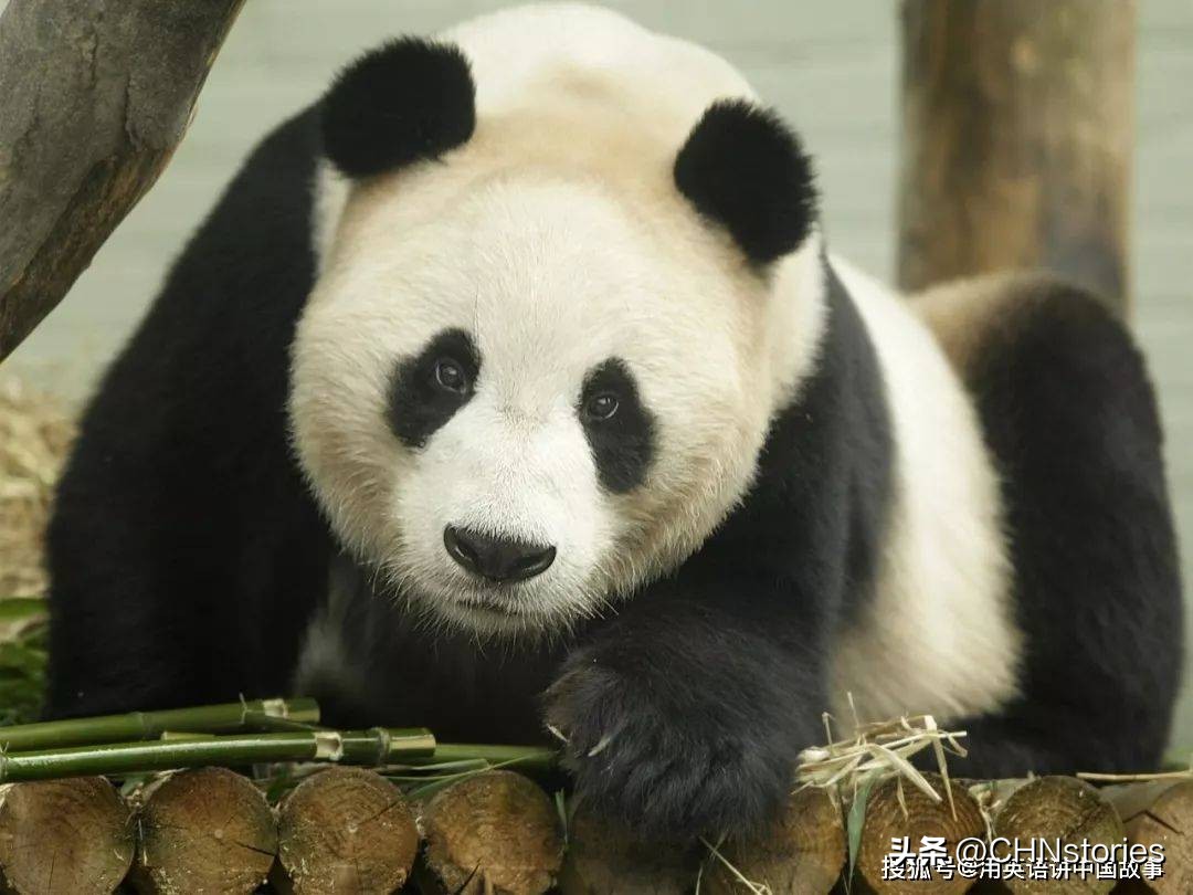 胖达在国外有多受欢迎?日本哭泣相送,比利时差点分裂?