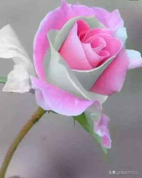 漂亮又特别的玫瑰花图片,特别漂亮的彩色玫瑰花图片