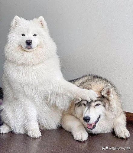 萨摩耶和哈士奇在一起会怎么样,萨摩耶跟哈士奇对比