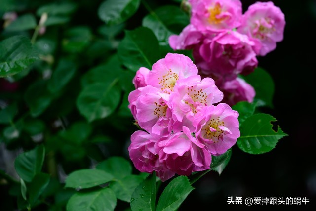 生如夏花灿烂的时候,生如夏花绚烂绽放歌曲视频