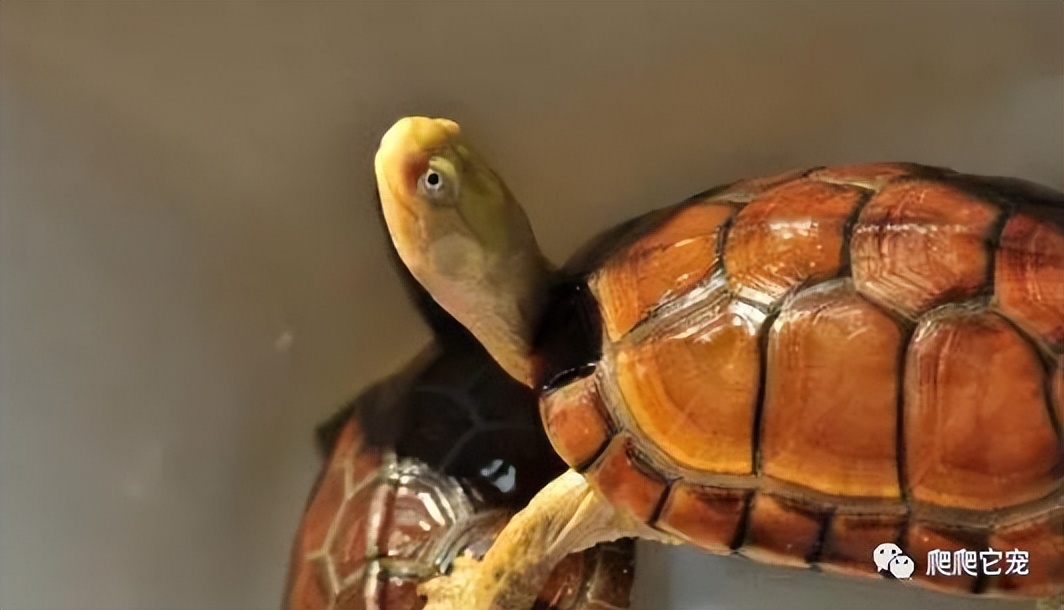 北石属于黄喉拟水龟吗,黄喉拟水龟北石小青