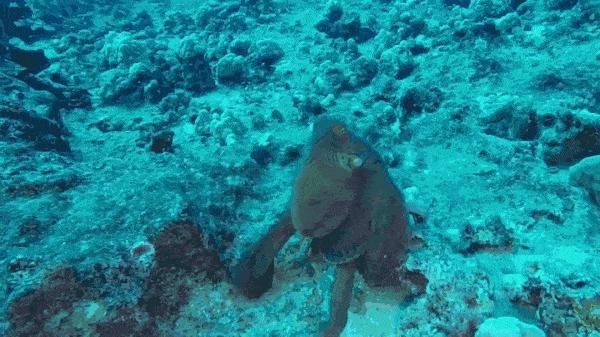 逆天的章鱼究竟有多聪明,章鱼是不是世界上最聪明的章鱼