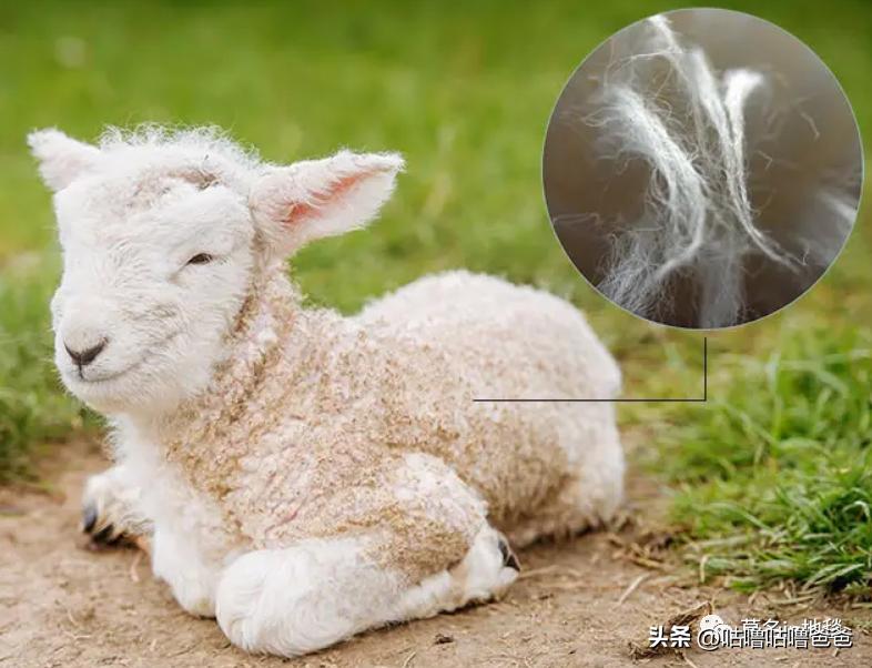 地毯有臭味对身体有害吗,地毯有异味会中毒吗