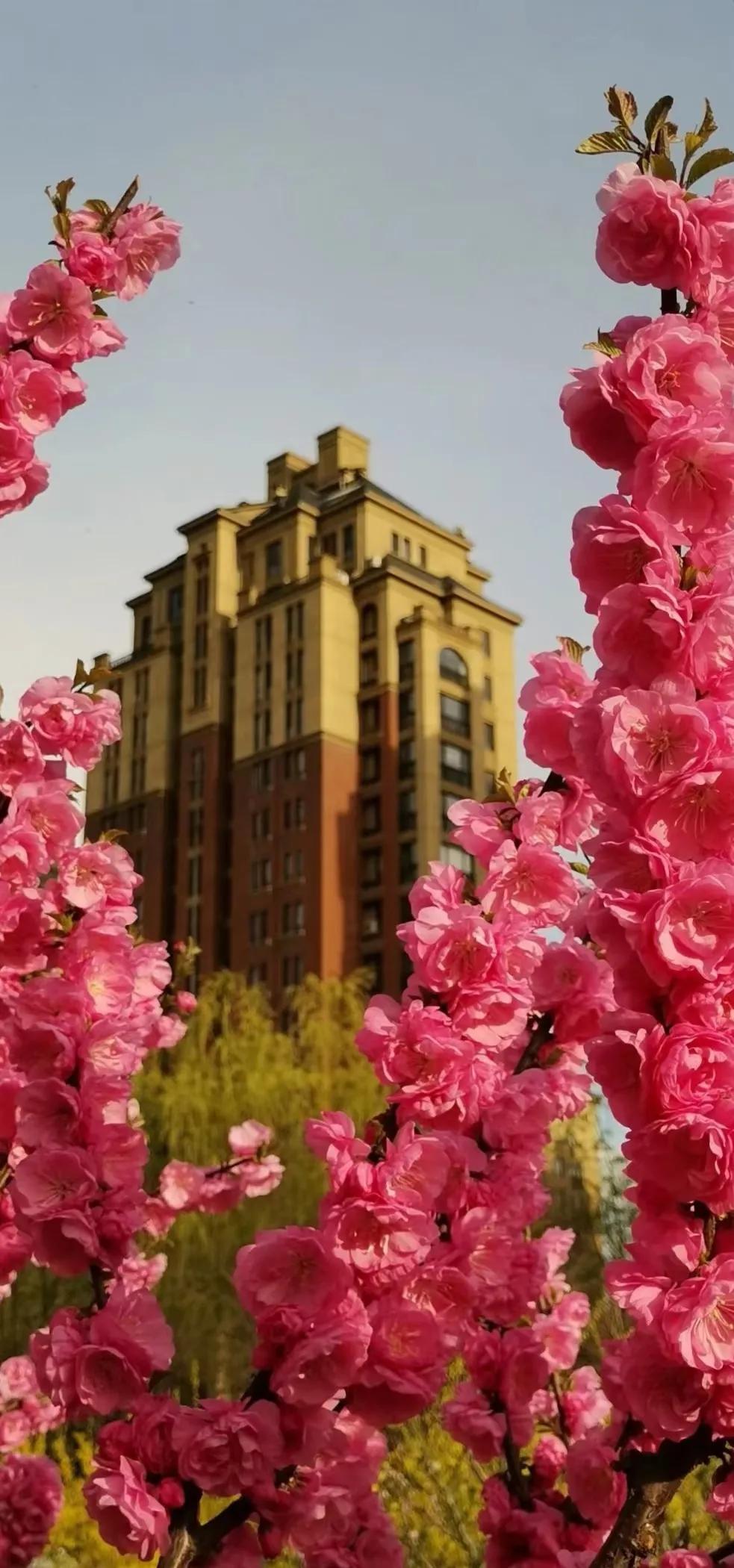 蝶恋花三首柳永晏殊,蝶恋花三首柳永晏殊苏轼