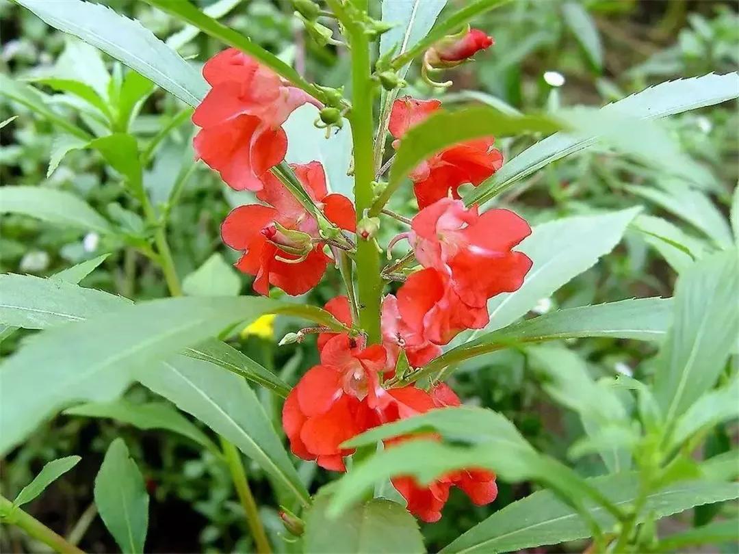 小时候在农村常见的32种植物,小时候有什么植物叫不上名的