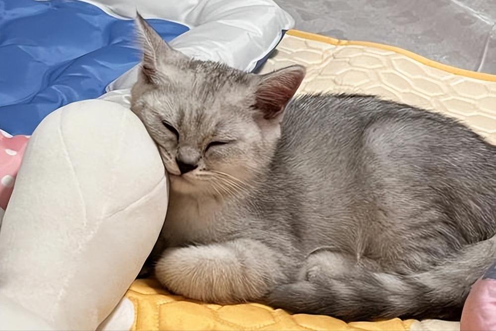 如何知道猫咪应激症状得到缓解,猫咪应激反应会出现哪些症状