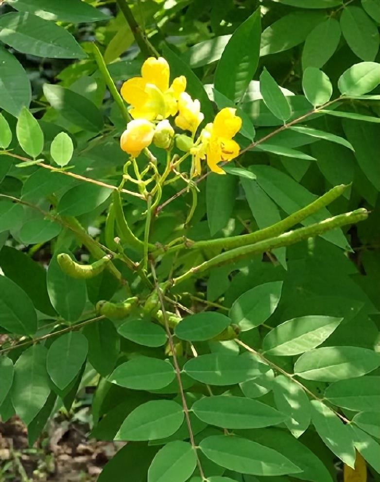 “蛇灭门”到底有多神奇？揭秘老人口中的杀蛇神器！