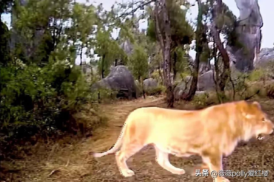 除妖乌鸡国新旧版对比,试播版除妖乌鸡国