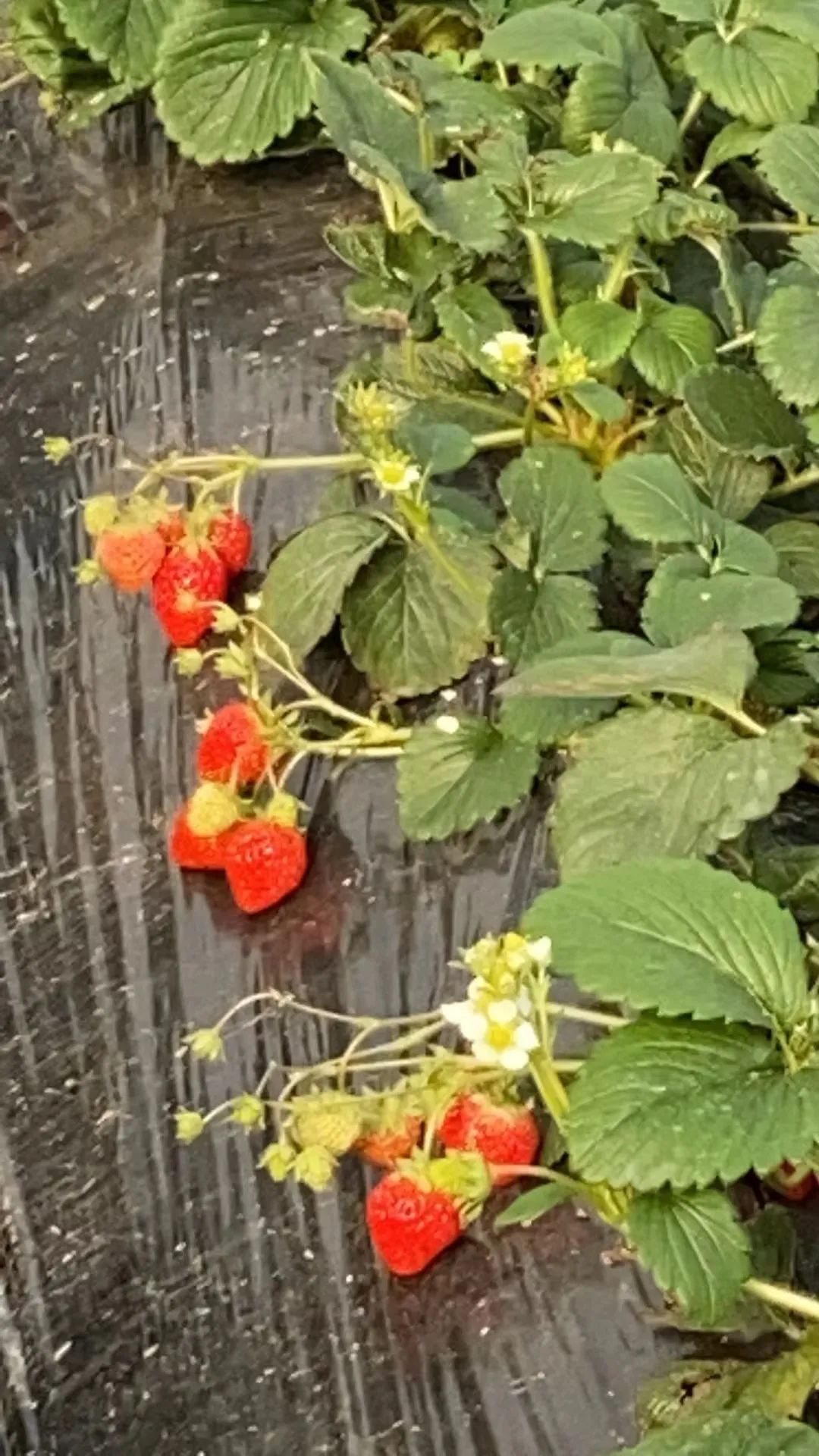 孩子们的快乐星球！周末带娃，肥西这些地方就够啦！