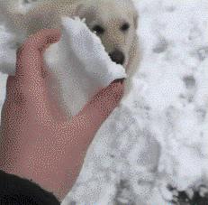 不想买皇家猫粮，但被医生拿捏了