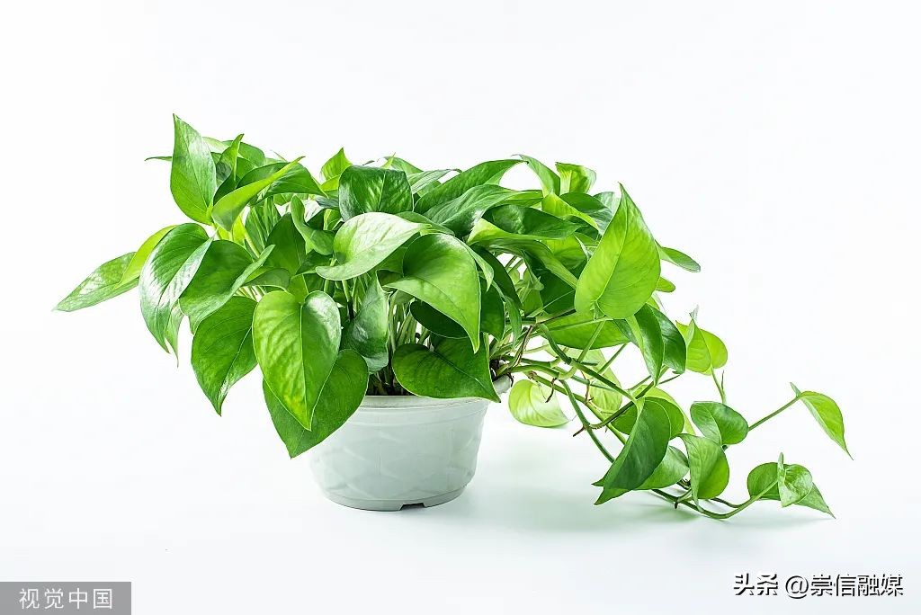 养的植物半死不活,十大养不死的植物排名