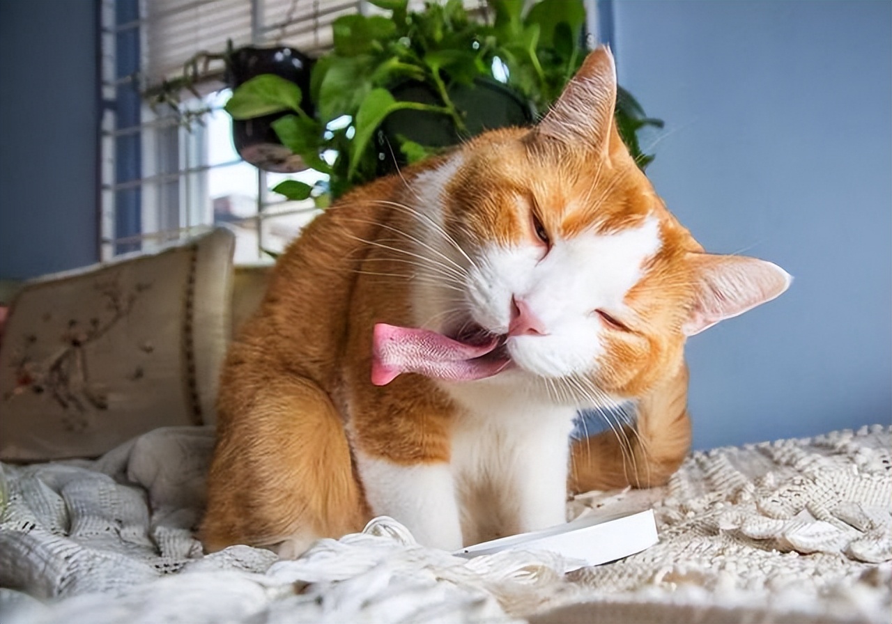 对猫非常危险的10种食物,坚决不能给猫吃的五种食物