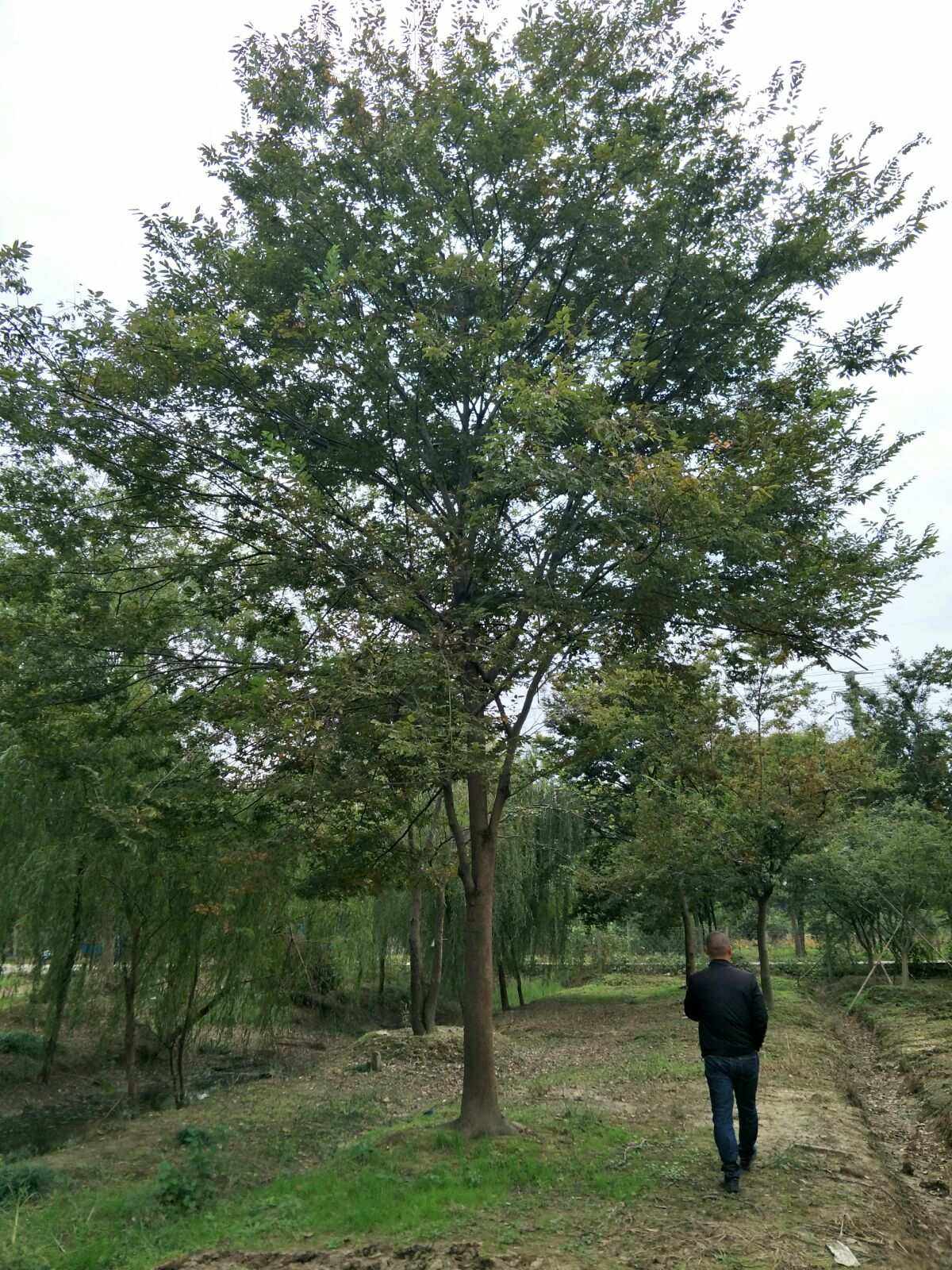 榉树价格下降,榉树价格涨了还是跌了