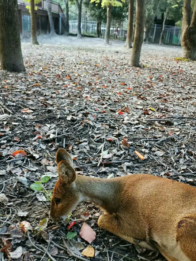 上海十一好玩的地方推荐,上海周末好玩的地方推荐免费
