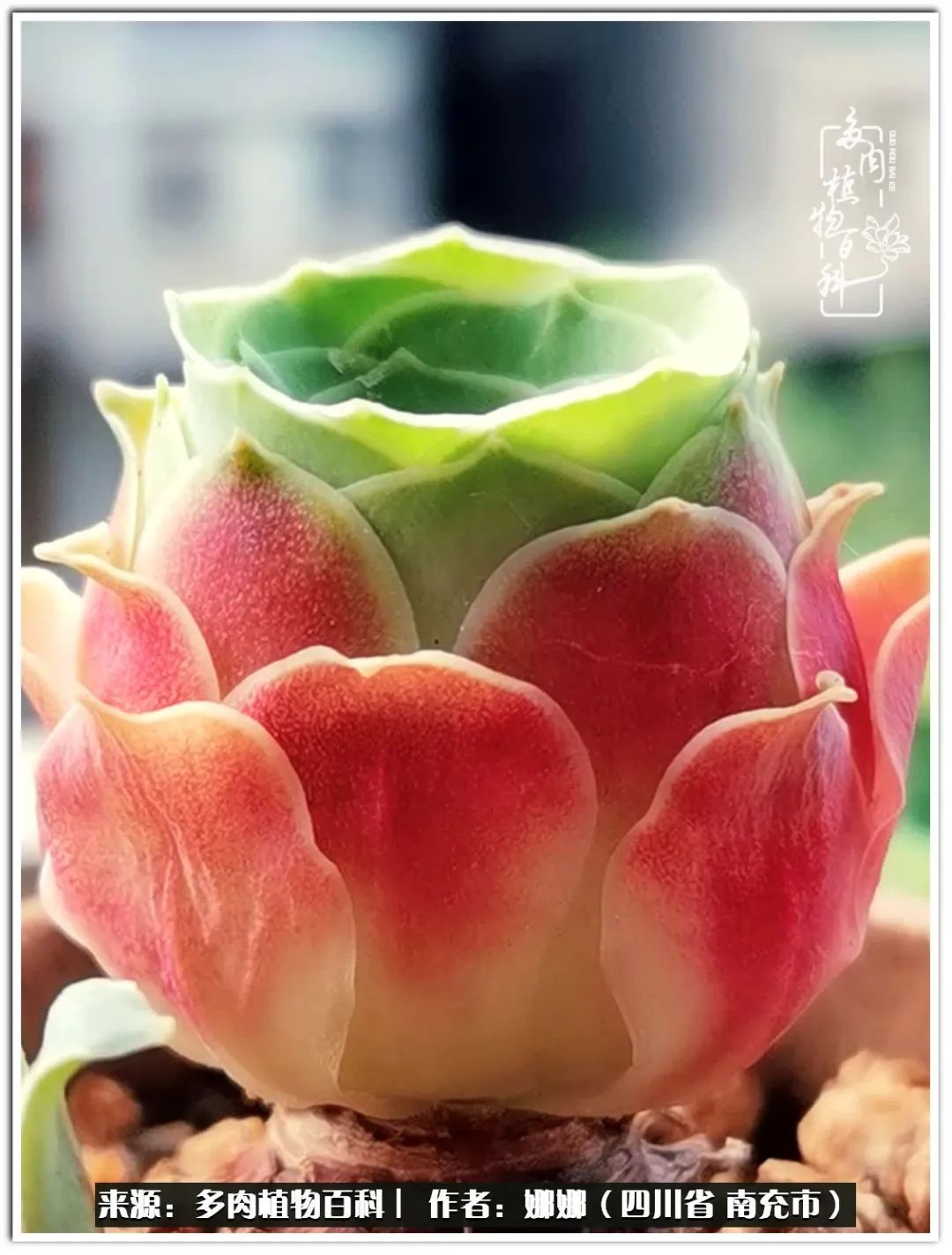 带刺的玫瑰阳台多肉,开花的玫瑰多肉