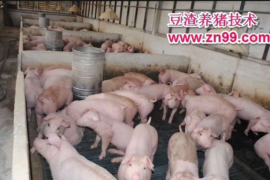 加强型活力99生酵剂—以高浓度乳酸菌，更好用的专业益生菌发酵剂